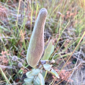 Combo of Green Comet and Pineland Milkweed Seeds