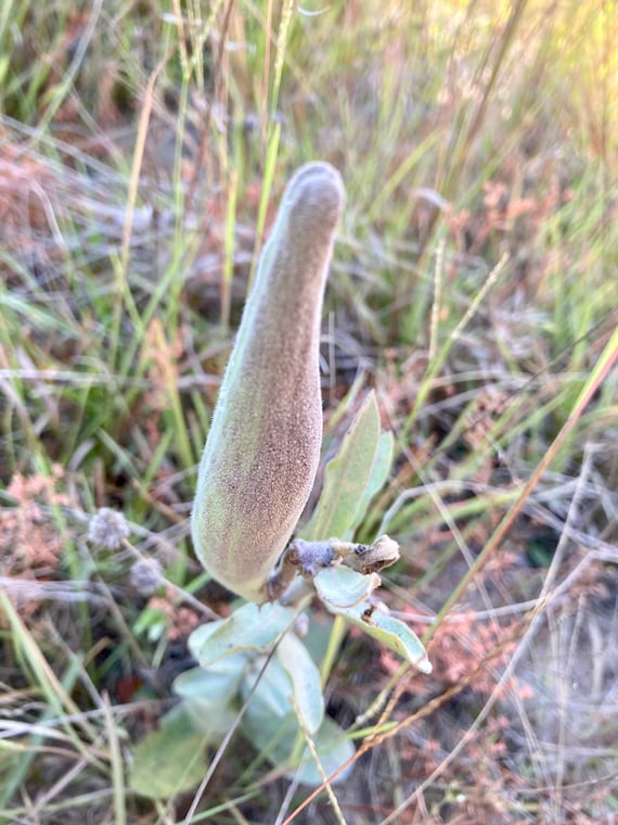 Combo of Green Comet and Pineland Milkweed Seeds