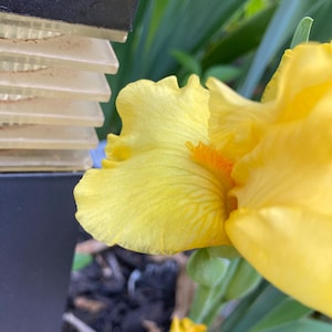 May include: A close-up of a yellow iris flower with a bright orange center. The flower is in focus, while the background is blurred.