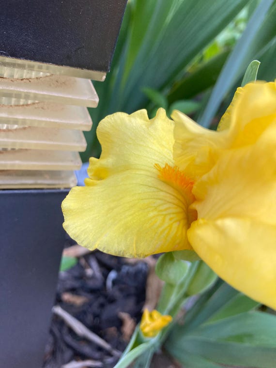 IB Bearded Iris “ Maui Gold”