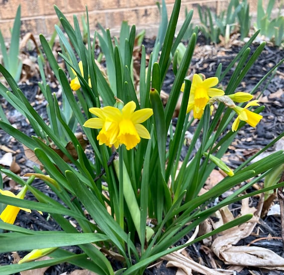 2 Narcissus Tete Minature Daffodil Bulbs