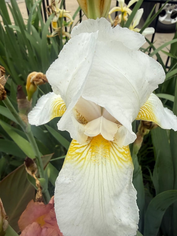 Tall Bearded Iris Angel Bright
