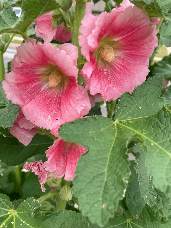 Starburst Hollyhock Seeds