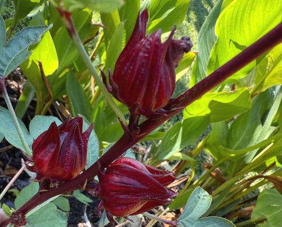 20 Fresh Red Roselle Seeds (Hibiscus sabdariffa)