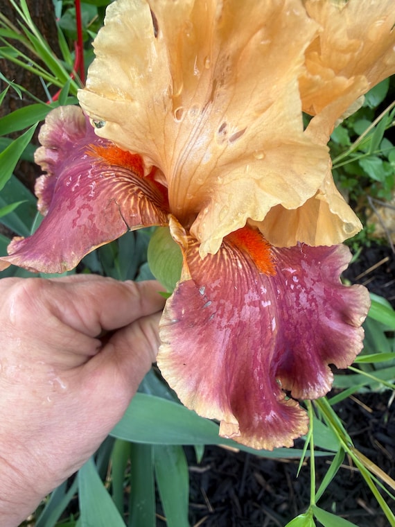 Tall Bearded Iris Decadence