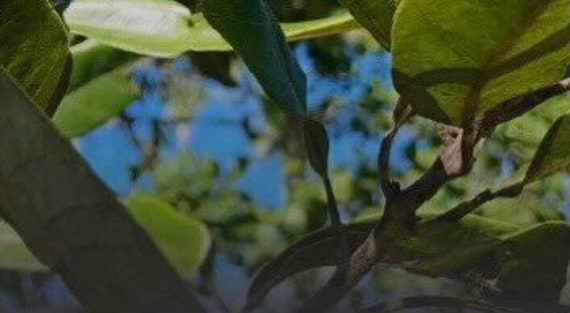 RedBay Seeds