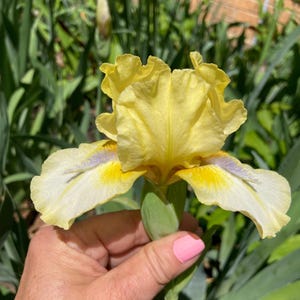 May include: A yellow and white iris flower with purple accents. The flower is held in a hand with pink nail polish.