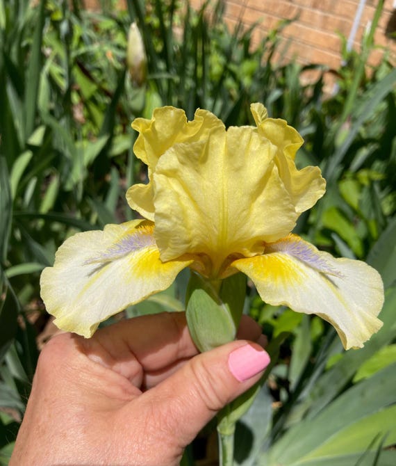 IB Bearded Iris “‘Like a Charm “   -Pre Sale