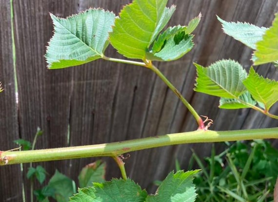 Triple Crown Blackberry Cuttings