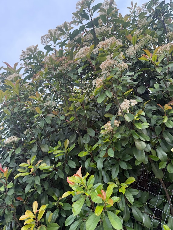 Chinese Photinia Cuttings