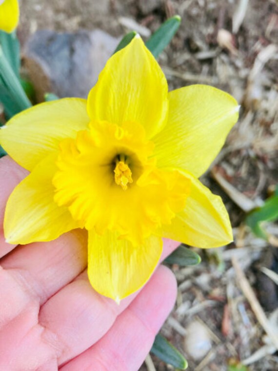 3 Large Cupped  Dutch Daffodil Bulbs