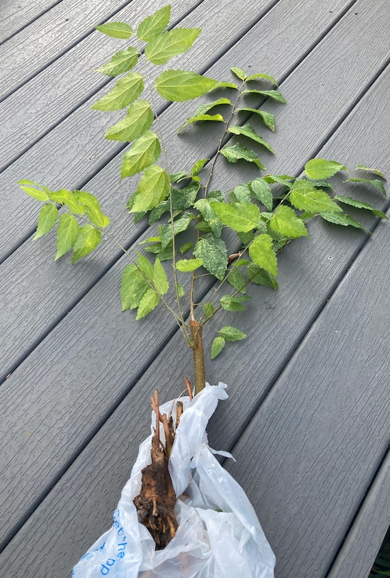 Texas Sugarberry Tree  Larger Sapling