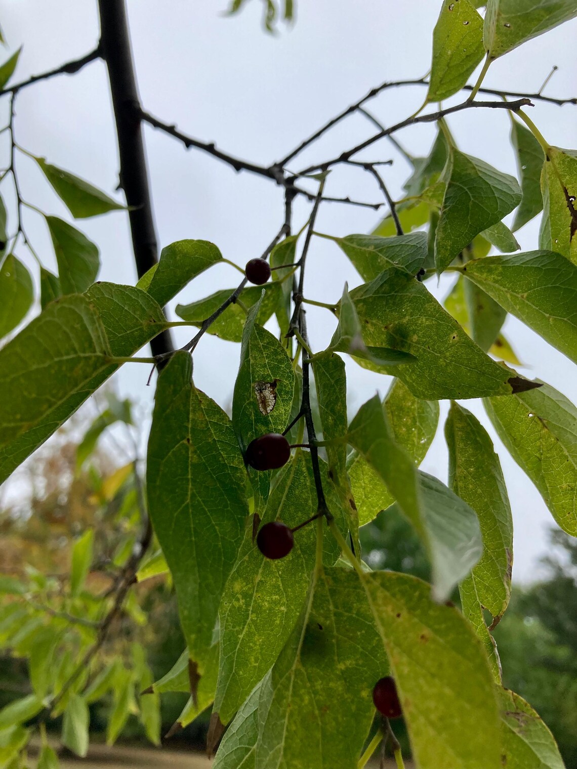 Sugarberry Tree Seeds - Etsy
