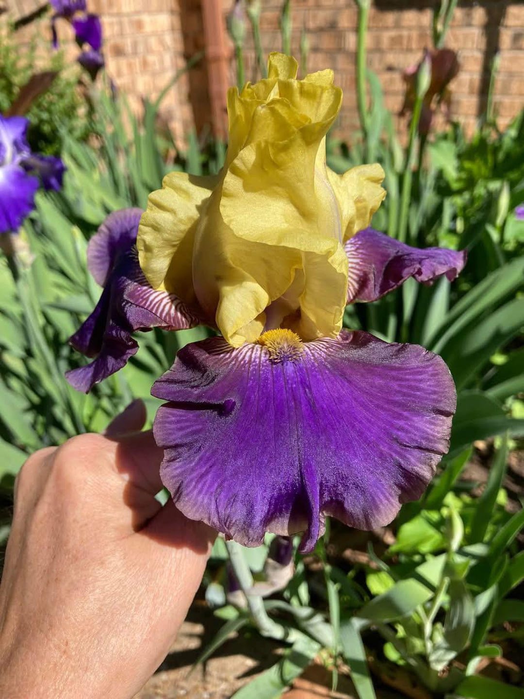 Tall Bearded Iris “ Jurassic Park“ Etsy