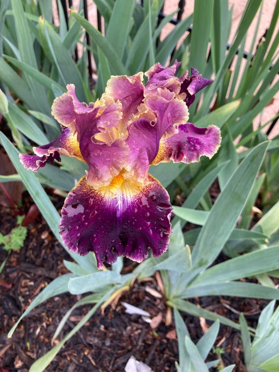 Tall Bearded Iris “ Montmartre “ - Pre Sale