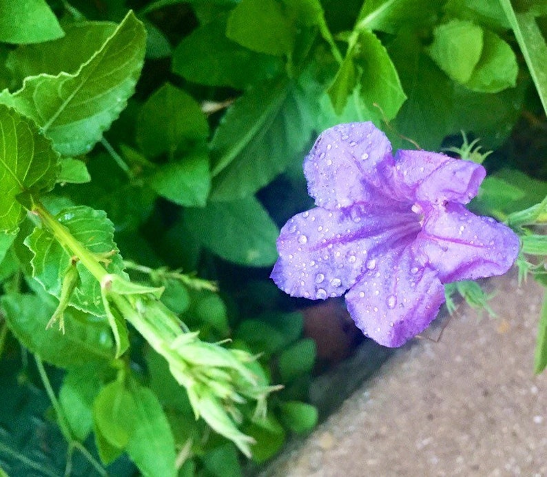 GardenAngel2665 Ruellia Wild Petunia Plant - Thumbnail 4