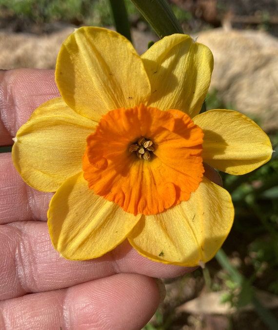 Falconet Daffodil Bulb