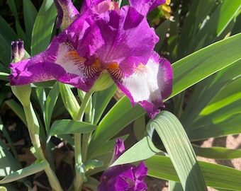 Tall Bearded Iris “ Footloose “