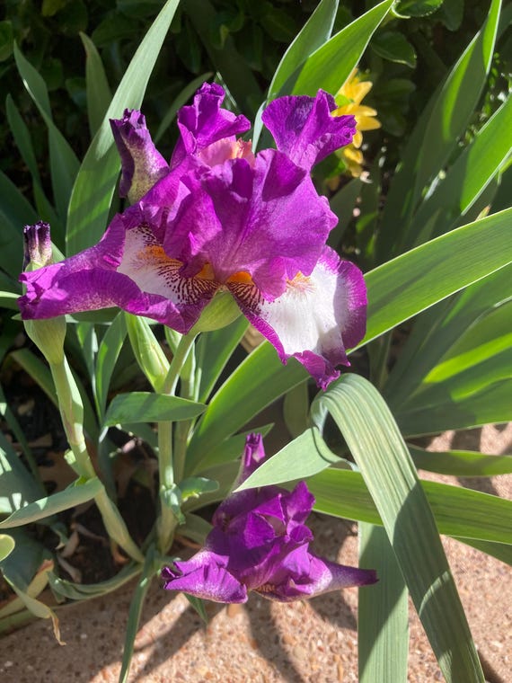 Tall Bearded Iris “ Footloose “ - Pre Sale