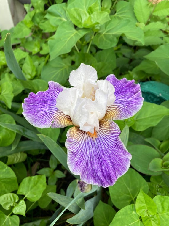 Tall Bearded Iris “ Magic Happens “ - Pre Sale