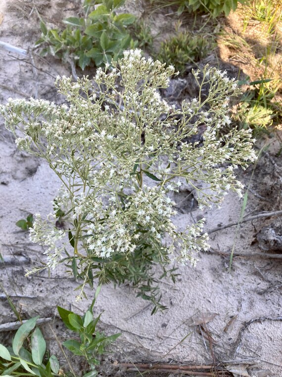 Hyssopleaf thoroughwort Seeds
