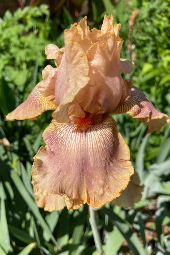 Tall Bearded Iris “ Buckskin  Babe “
