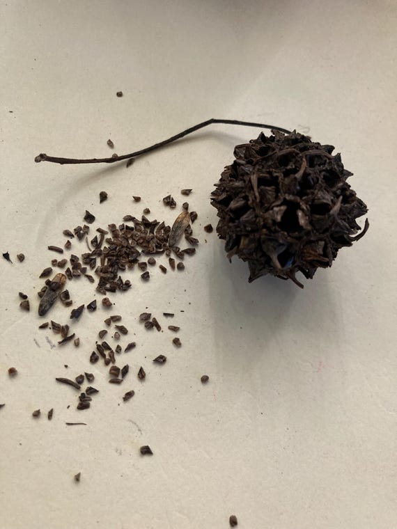 Sweet Gum Tree Seeds
