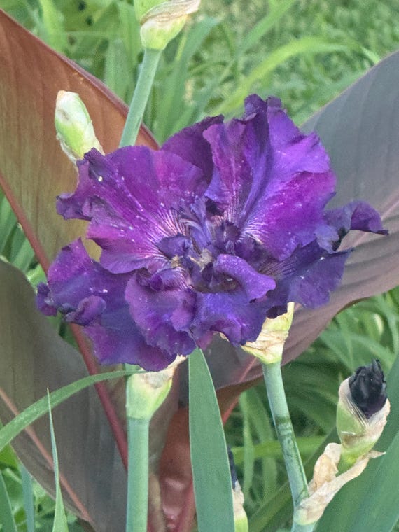 Orbison Novelty Iris - Tall Bearded Iris