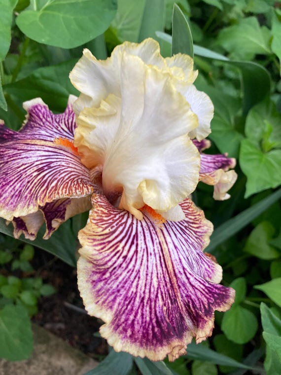 Tall Bearded Iris “Insaniac“