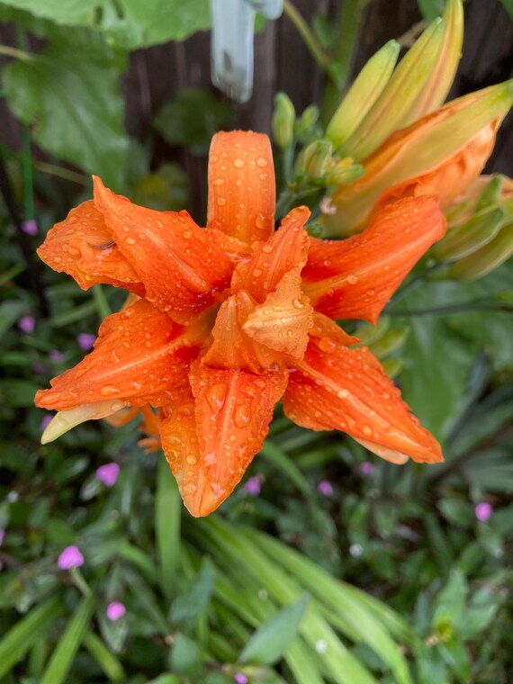 2 Orange Kwanso Daylilies