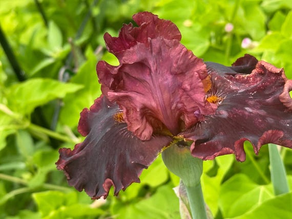 Call To Danger Tall Bearded Iris