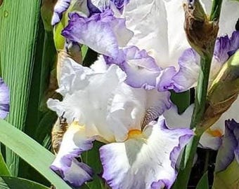Bearded Iris “ Queen’s Circle ”