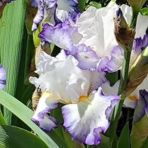 Bearded Iris “ Queen’s Circle ” - Ships Now