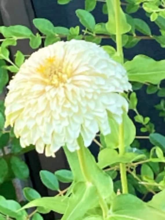 Benary’s White Zinnia Seeds