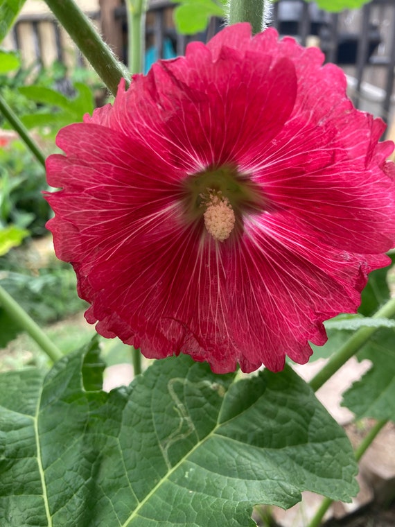 Bright Pink Indian Springs Hollyhock Seeds