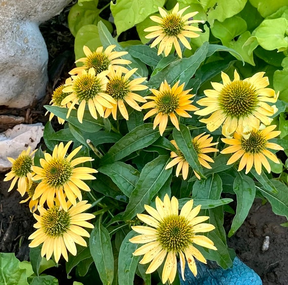 Cheyenne Coneflower Seeds