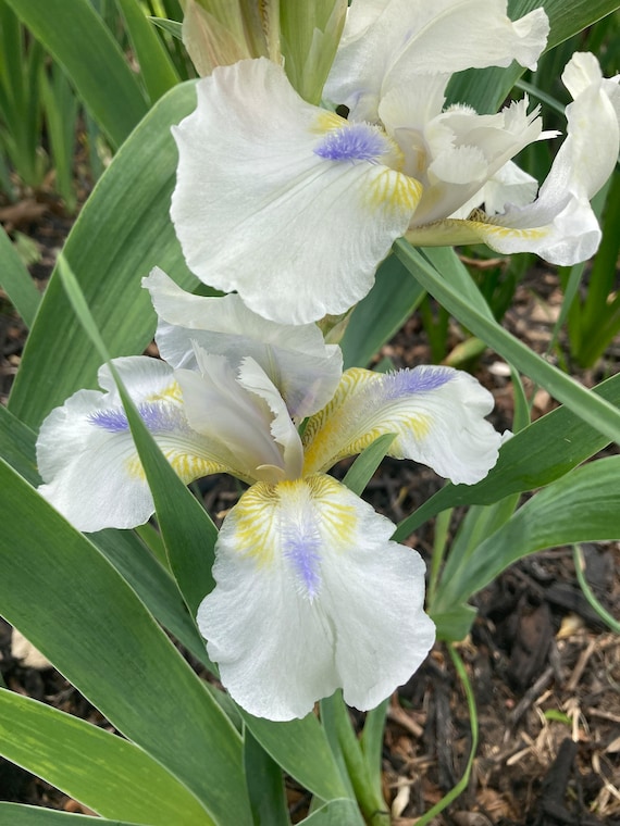 Hi  Intermediate Bearded Iris - Live Plant