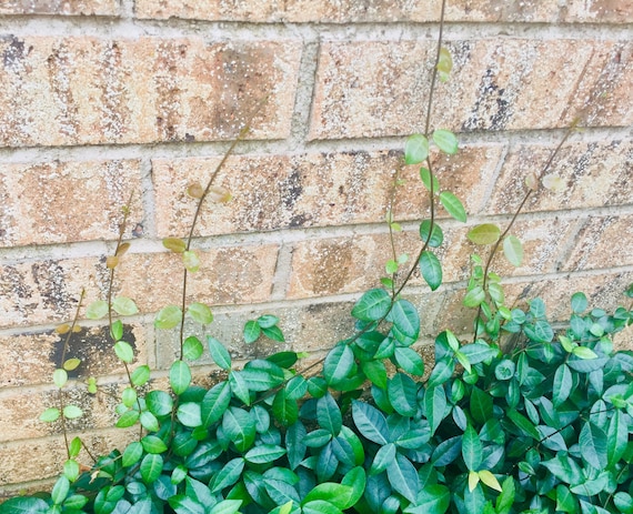 Asiatic Jasmine Plugs