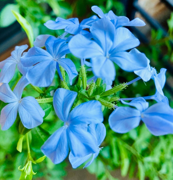 Imperial Blue Plumbago Larpentae - Ceratostigma plumbaginoides Seeds