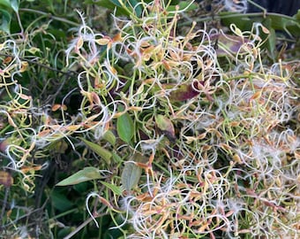 May include: Close-up of a plant with white feathery seed pods and green leaves. The seed pods are delicate and wispy, and they are arranged in a cluster.