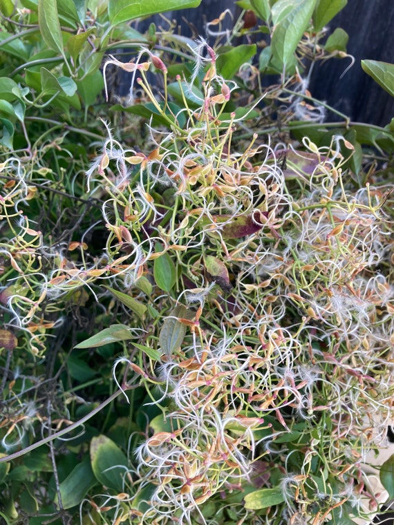 Sweet Autumn Clematis Seeds