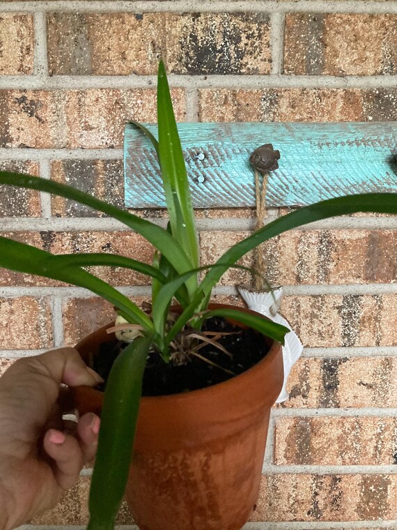 Spider Plant - Large /Medium Size