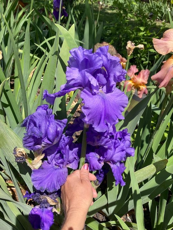 Bearded Iris “ Jazz Me Blue - Pre Sale