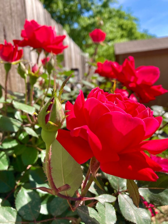 Red China Rose Cuttings
