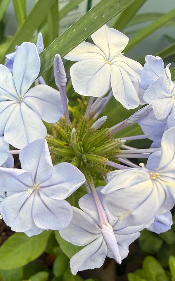 Imperial Blue Plumbago Plant - Larger Live Plant