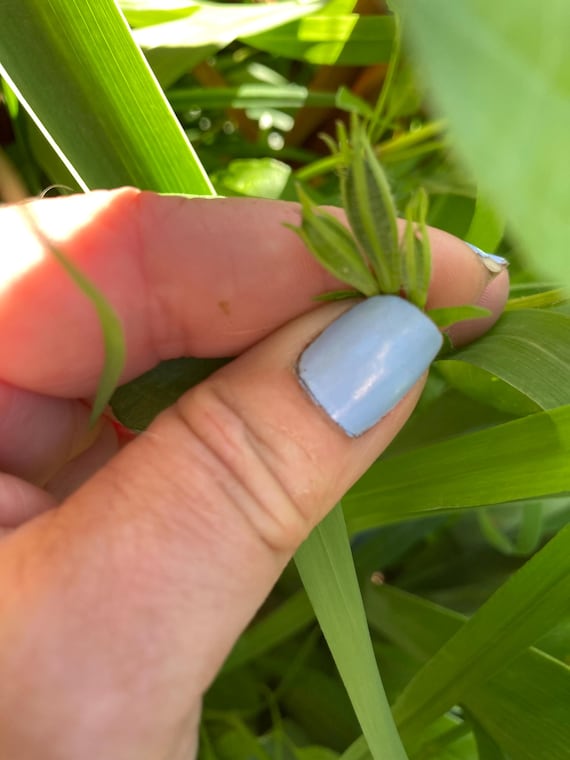 Wild Petunia Seeds