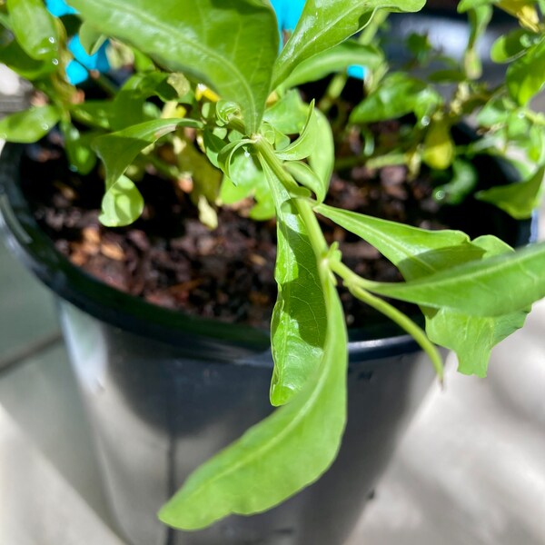 Imperial Plumbago