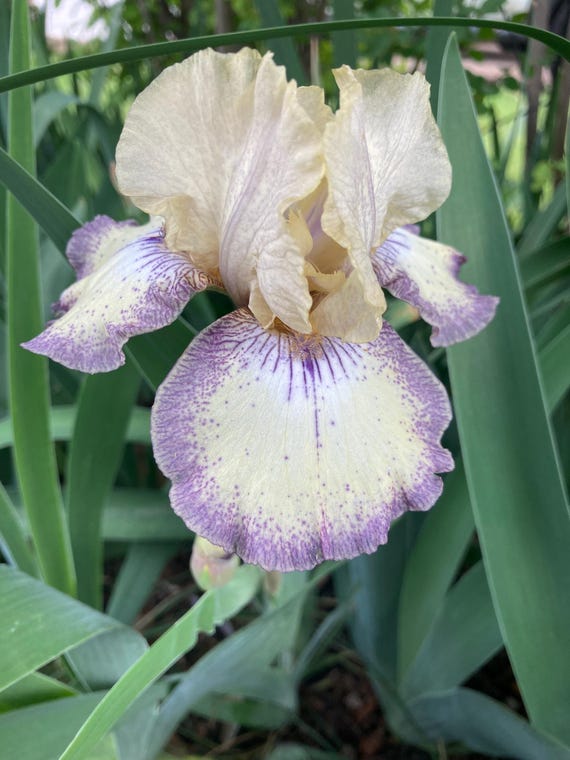 Tall Bearded Iris “Ominous Stranger“ - Pre Sale