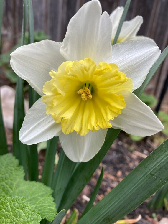 Ice Follies Daffodil Bulbs
