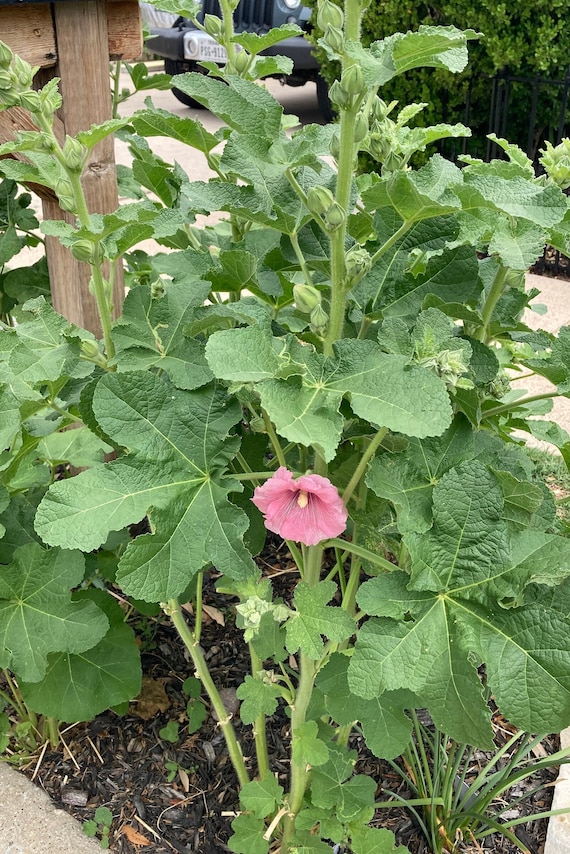 Comment Récolter Et Conserver Les Graines De Rose Trémière